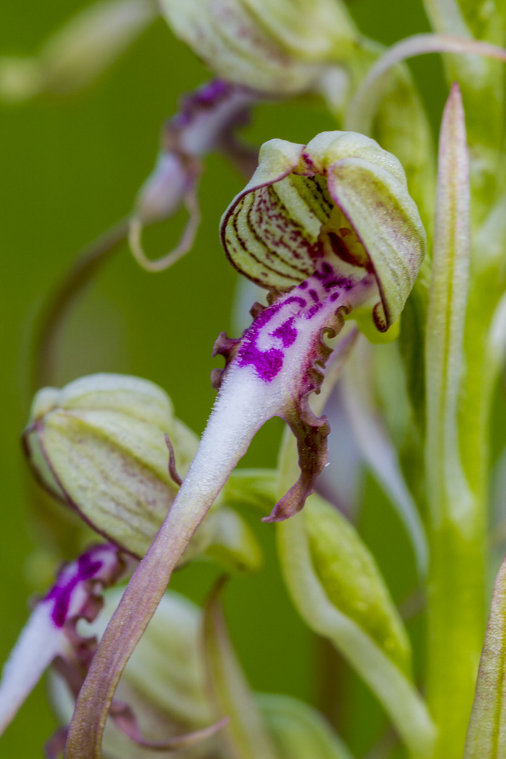 Bocks-Riemenzunge (Himantoglossum hircinum)