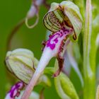 Bocks-Riemenzunge (Himantoglossum hircinum)