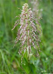 Bocks-Riemenzunge (Himantoglossum hircinum)