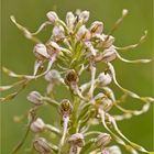 Bocks-Riemenzunge (Himantoglossum hircinum) ..