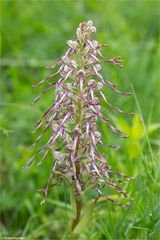 Bocks-Riemenzunge (Himantoglossum hircinum) ..