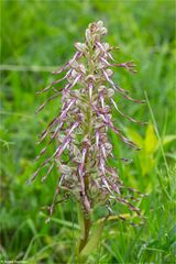 Bocks-Riemenzunge (Himantoglossum hircinum) ...