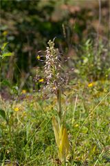 Bocks - Riemenzunge (Himantoglossum hircinum)....