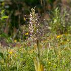 Bocks - Riemenzunge (Himantoglossum hircinum)....