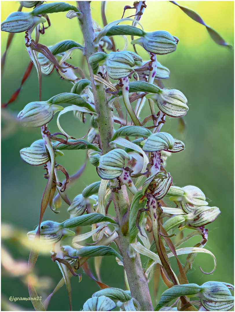 Bocks-Riemenzunge (Himantoglossum hircinum)