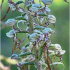 Bocks-Riemenzunge (Himantoglossum hircinum)