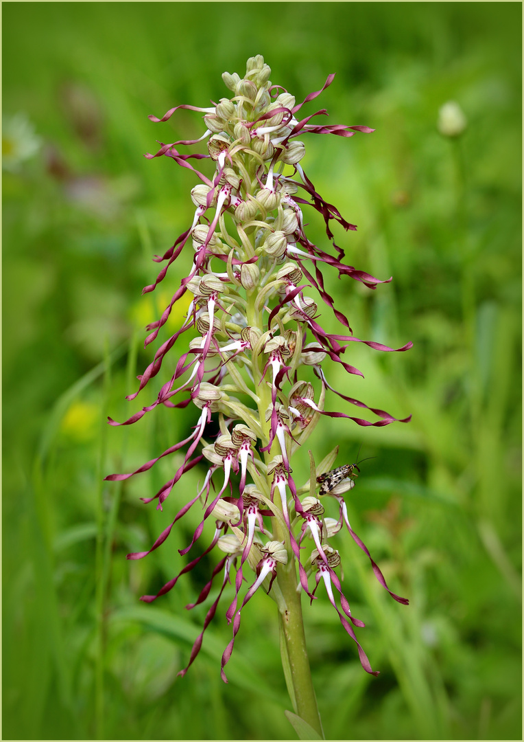 Bocks-Riemenzunge (Himantoglossum hircinum)...