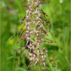 Bocks-Riemenzunge (Himantoglossum hircinum)...