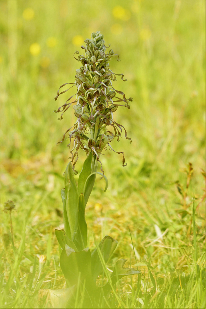 Bocks-Riemenzunge (Himantoglossum hircinum)