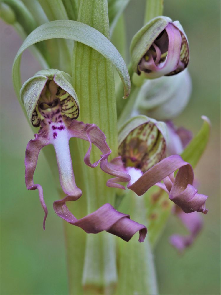  Bocks-Riemenzunge (Himantoglossum hircinum)