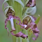  Bocks-Riemenzunge (Himantoglossum hircinum)