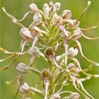 Bocks-Riemenzunge (Himantoglossum hircinum) im Detail .