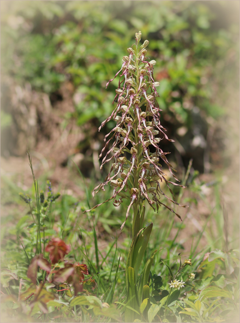 Bocks-Riemenzunge (Himantoglossum hircinum) - Schätze meiner Heimat