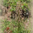 Bocks-Riemenzunge (Himantoglossum hircinum) - Schätze meiner Heimat