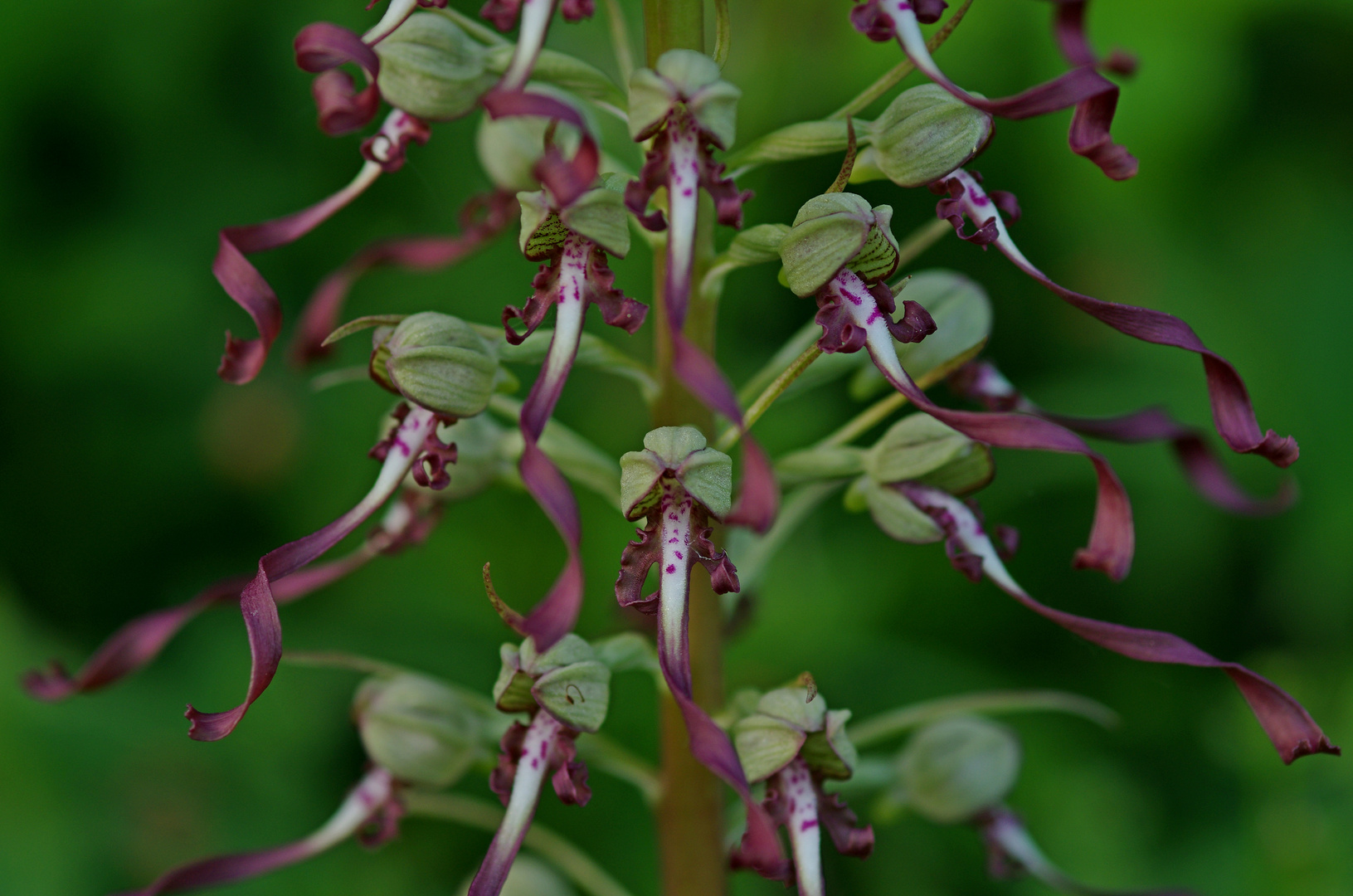 Bocks-Riemenzunge (Orchidee)