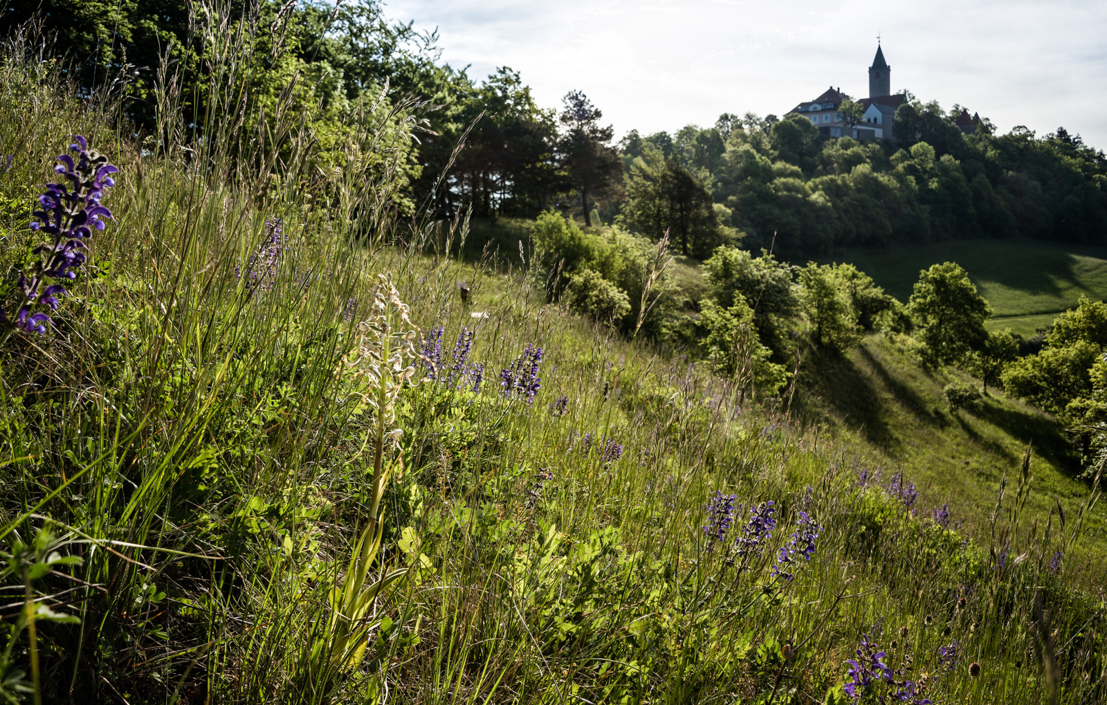 Bocks-Riemenzunge unter der Burg