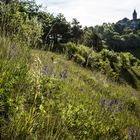 Bocks-Riemenzunge unter der Burg