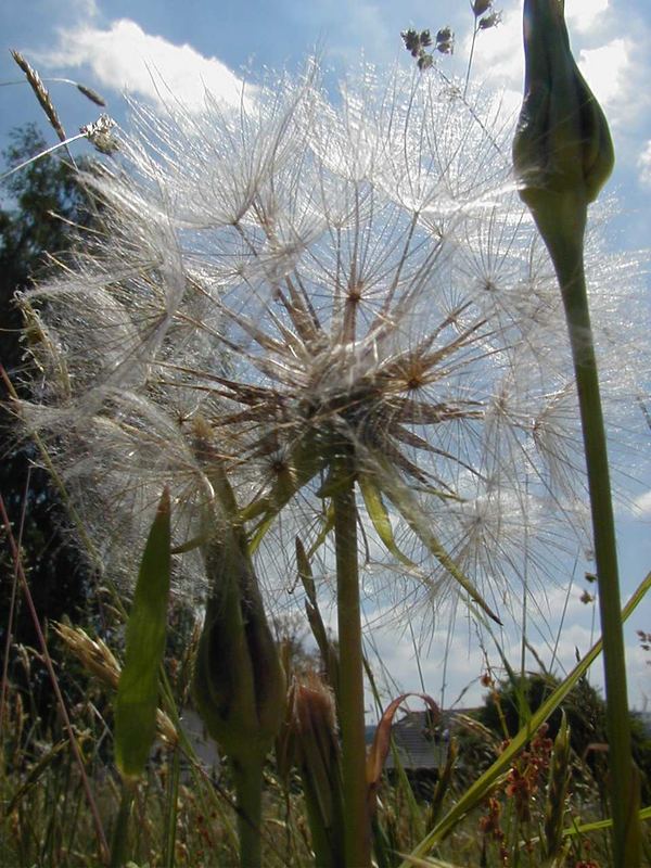 Bocksbart "Pusteblume"