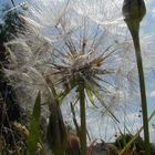 Bocksbart "Pusteblume"