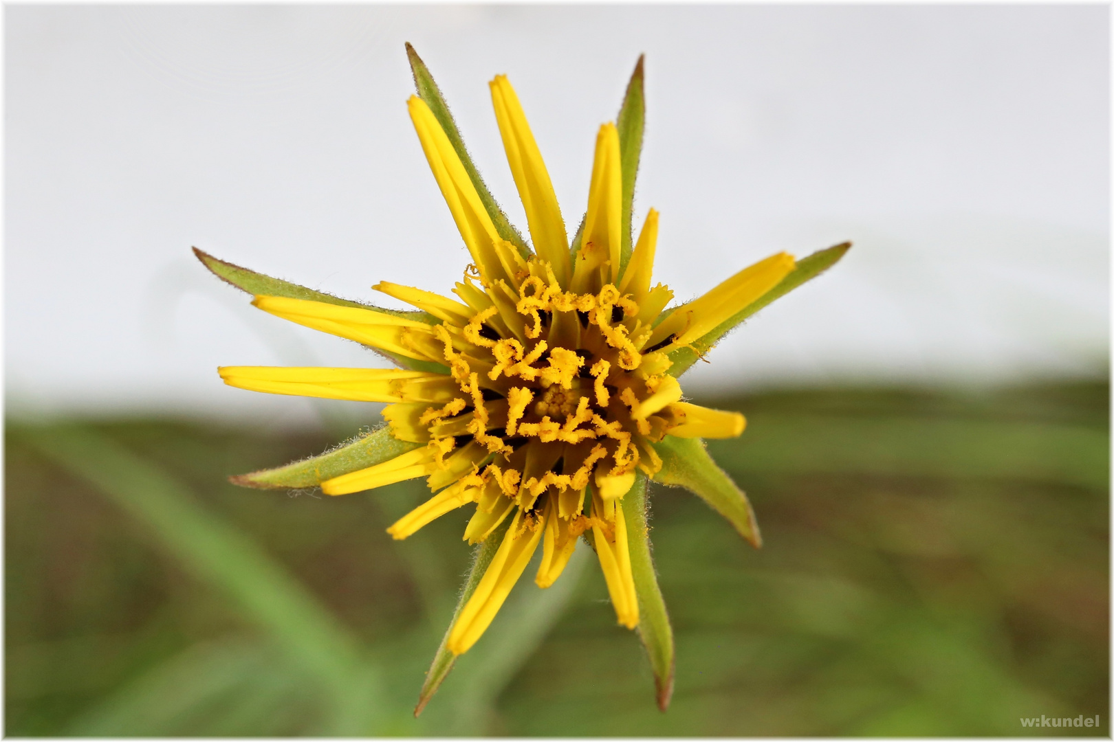 Bocksbart (Tragopogon dubius)