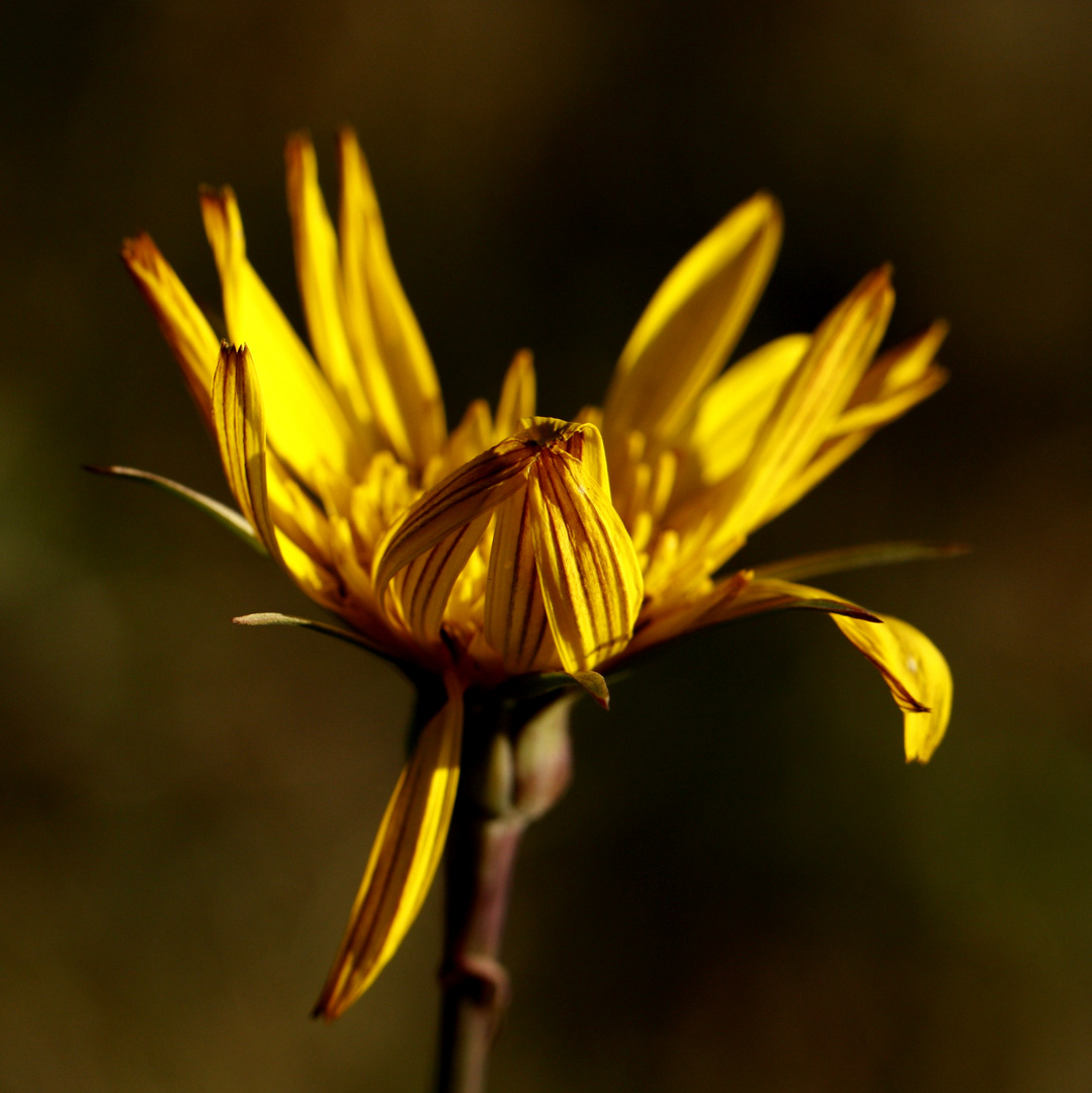 Bocksbartblüte