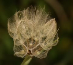 Bocksbartschirmchen