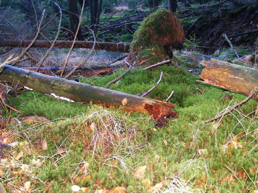 Bocksgrund Büdinger Wald