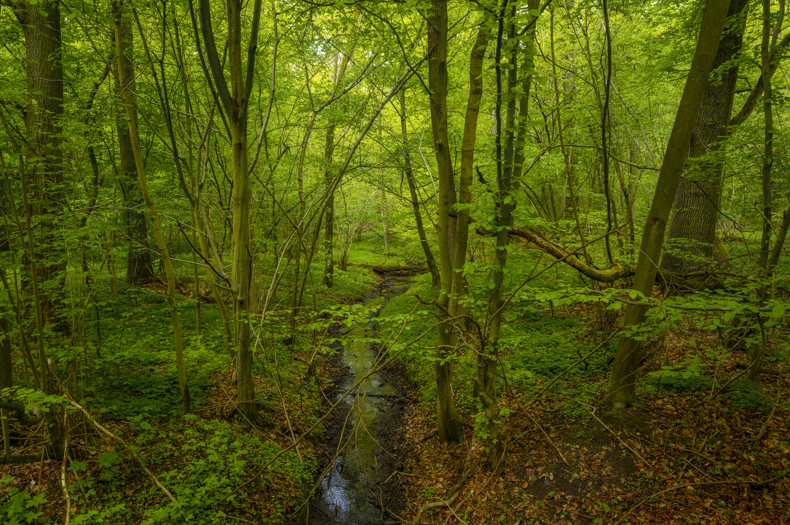 Bockshorngraben in den Herzogsbergen