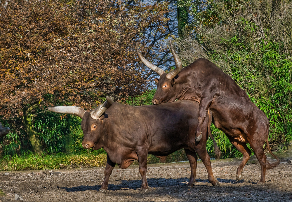 Bockspringen