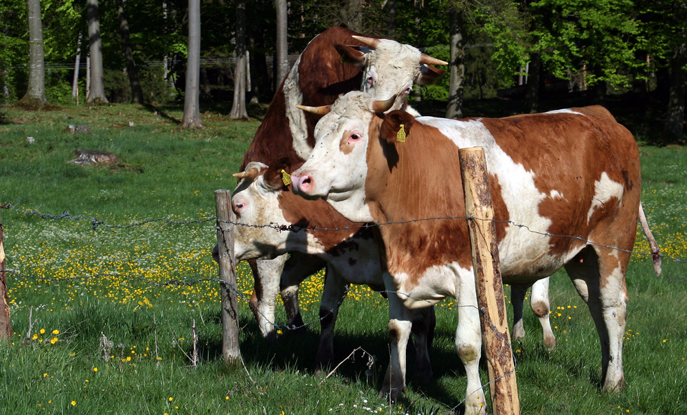 Bockspringen