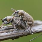 "Bockspringen" war das mit Sicherheit nicht ;O)