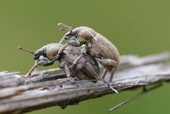 "Bockspringen" war das mit Sicherheit nicht ;O)