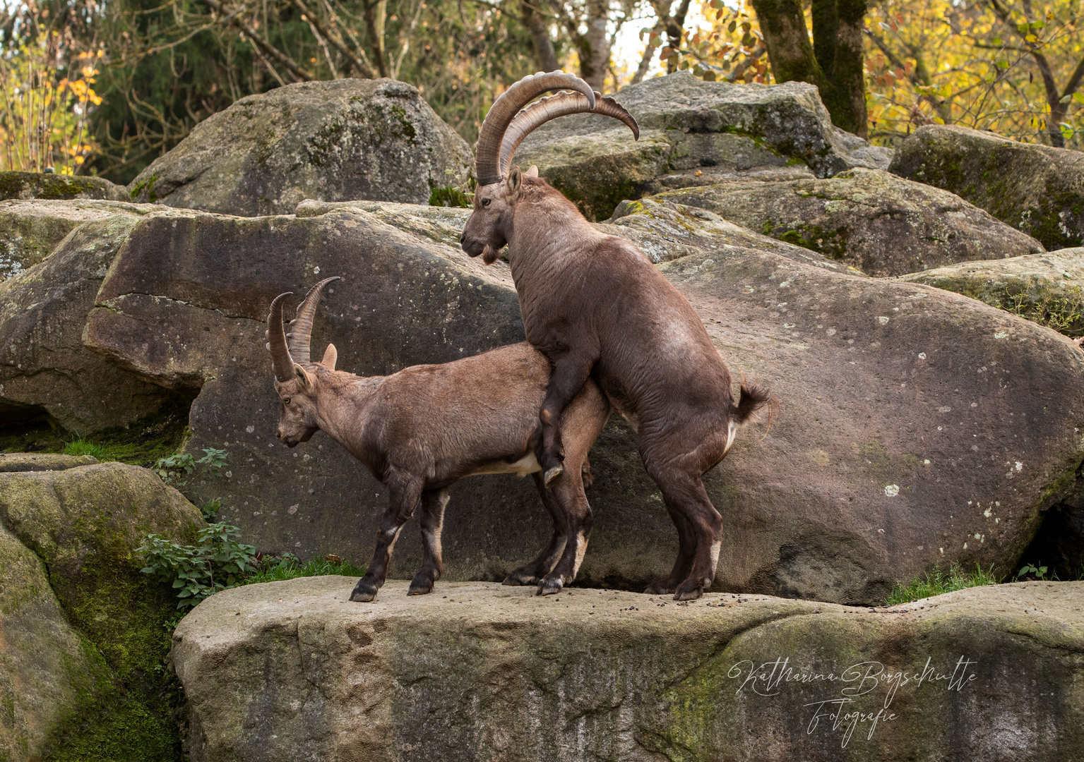 Bocksprünge