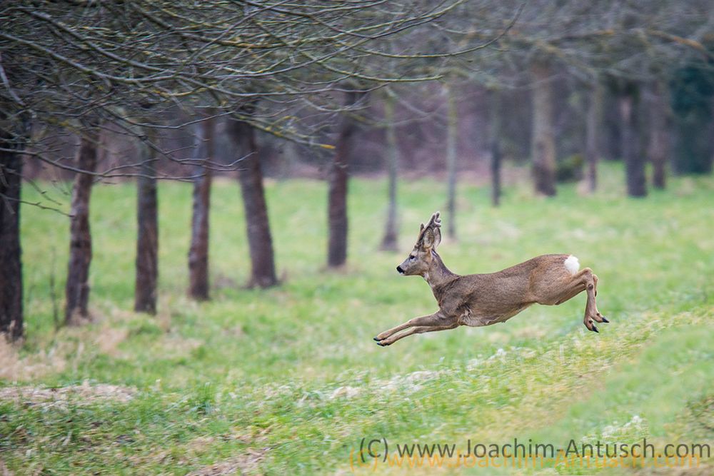 Bocksprung