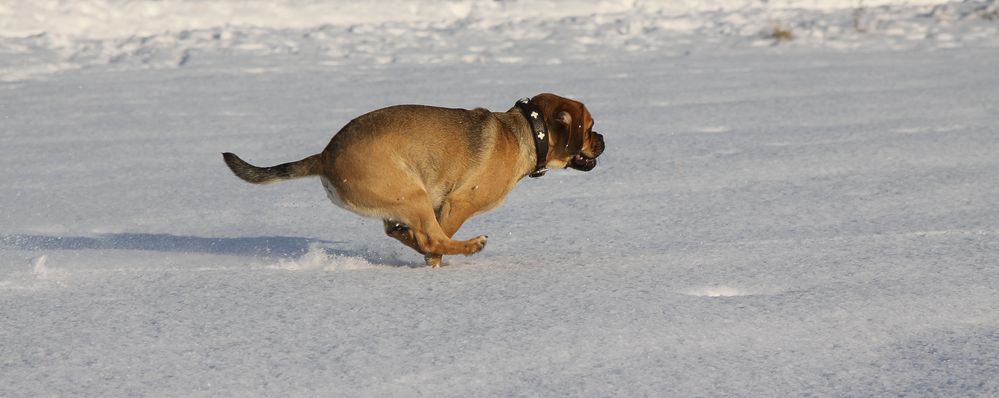 Bocksprung im Schnee..........