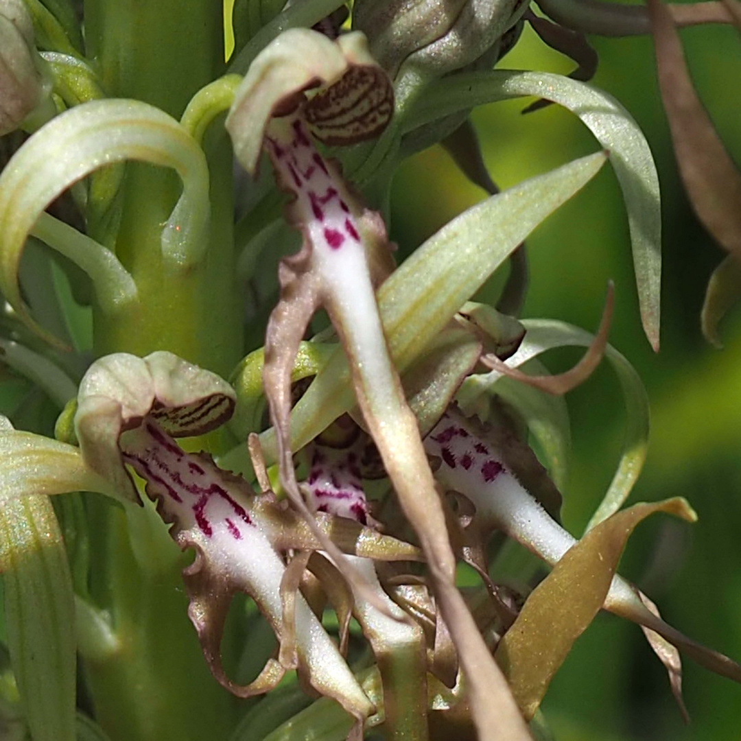  Bocksriemenzunge Blüte