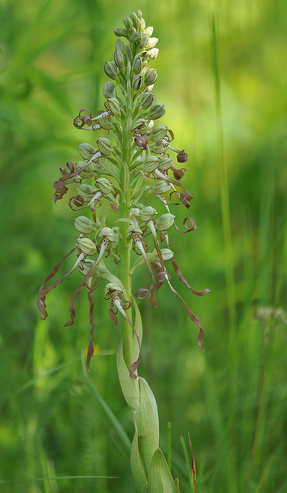 Bocksriemenzunge – ein Orchideenstrubbel