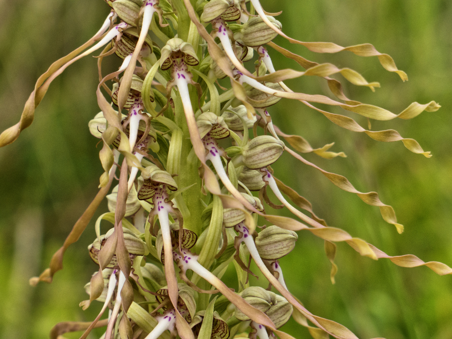 Bocksriemenzunge (Himantoglossum hircinum)