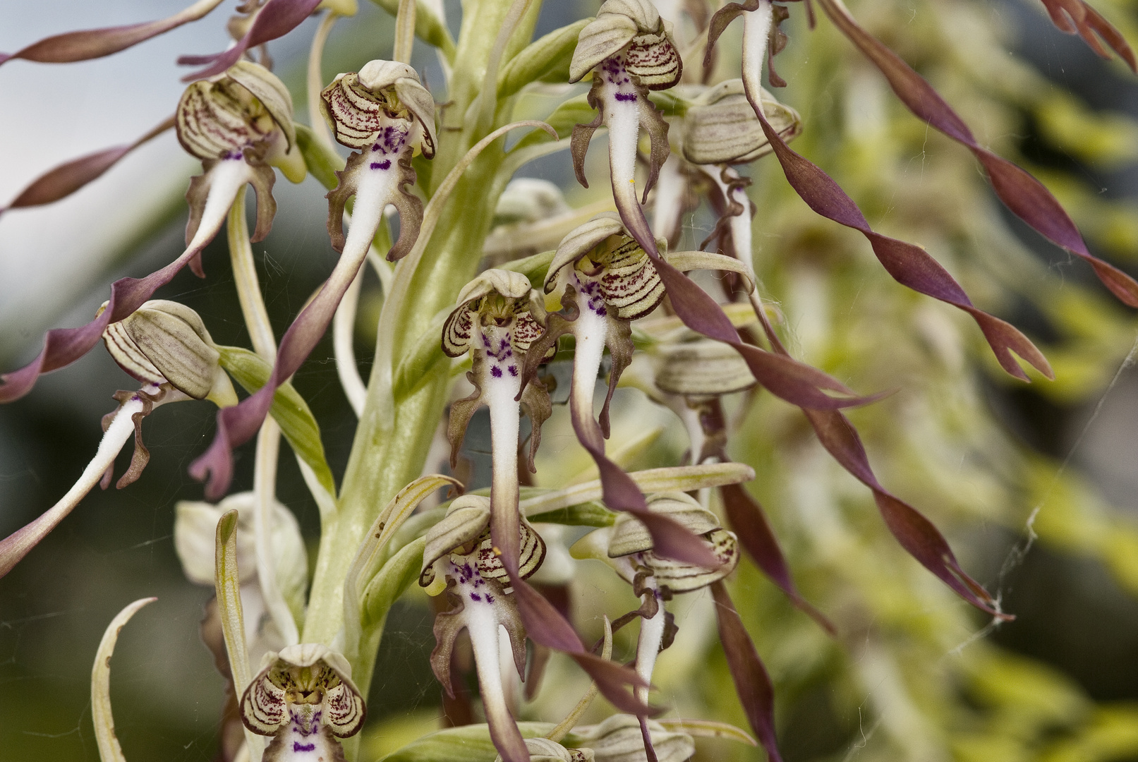 Bocksriemenzunge (Himantoglossum hircinum)