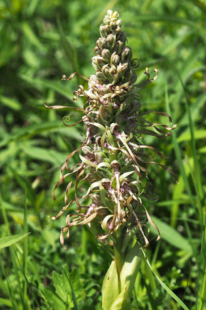 Bocksriemenzunge (Himantoglossum hircinum)