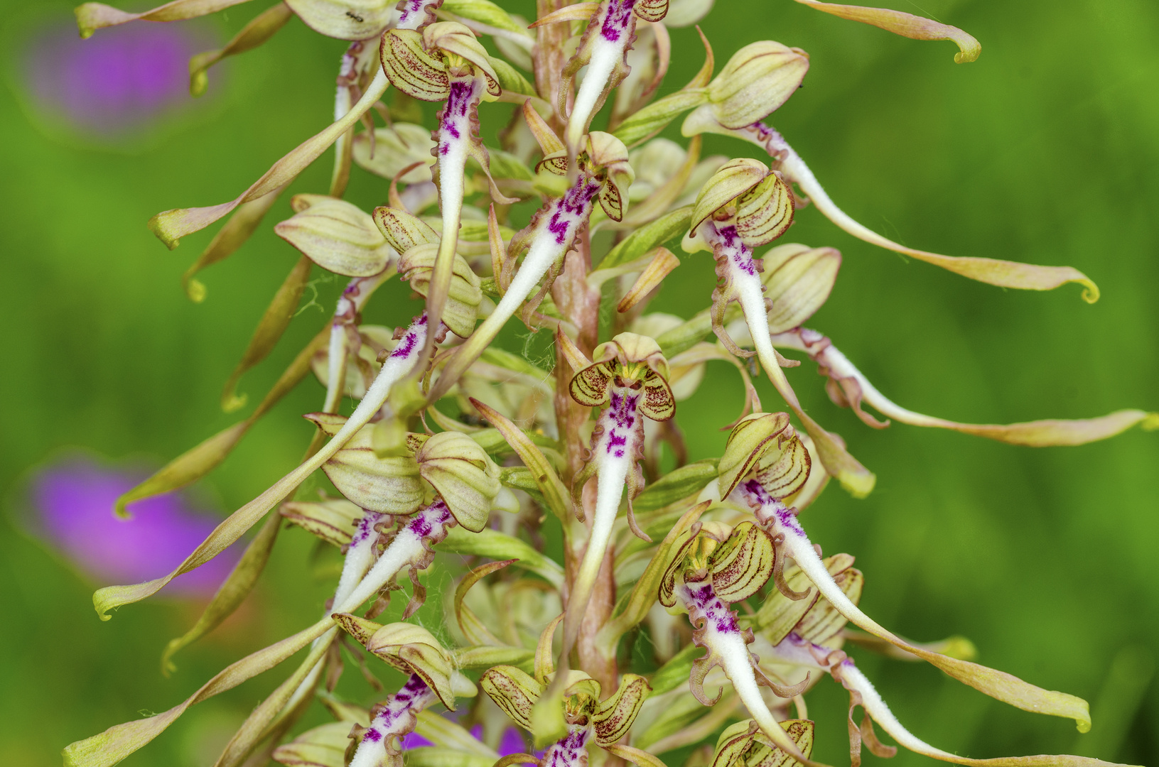 Bocksriemenzunge (Himantoglossum hircinum)