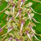 Bocksriemenzunge (Himantoglossum hircinum)