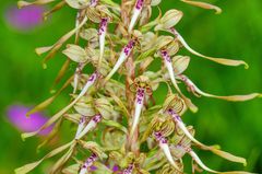 Bocksriemenzunge (Himantoglossum hircinum)