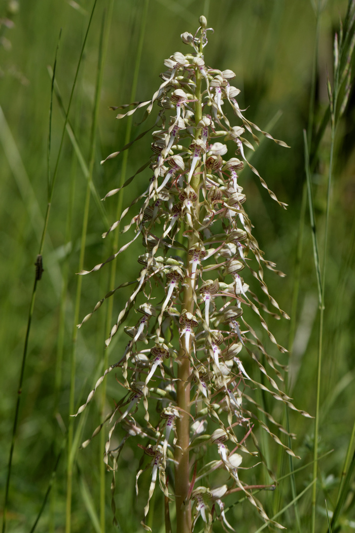 Bocksriemenzunge (Himantoglossum hircinum)