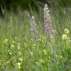 Bocksriemenzunge (Himantoglossum hircinum)