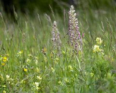 Bocksriemenzunge (Himantoglossum hircinum)