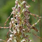 Bocksriemenzunge (Himantoglossum hircinum) Thüringen-Unstrut-3.6.06