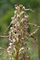 Bocksriemenzunge (Himantoglossum hircinum) Thüringen-Unstrut-3.6.06