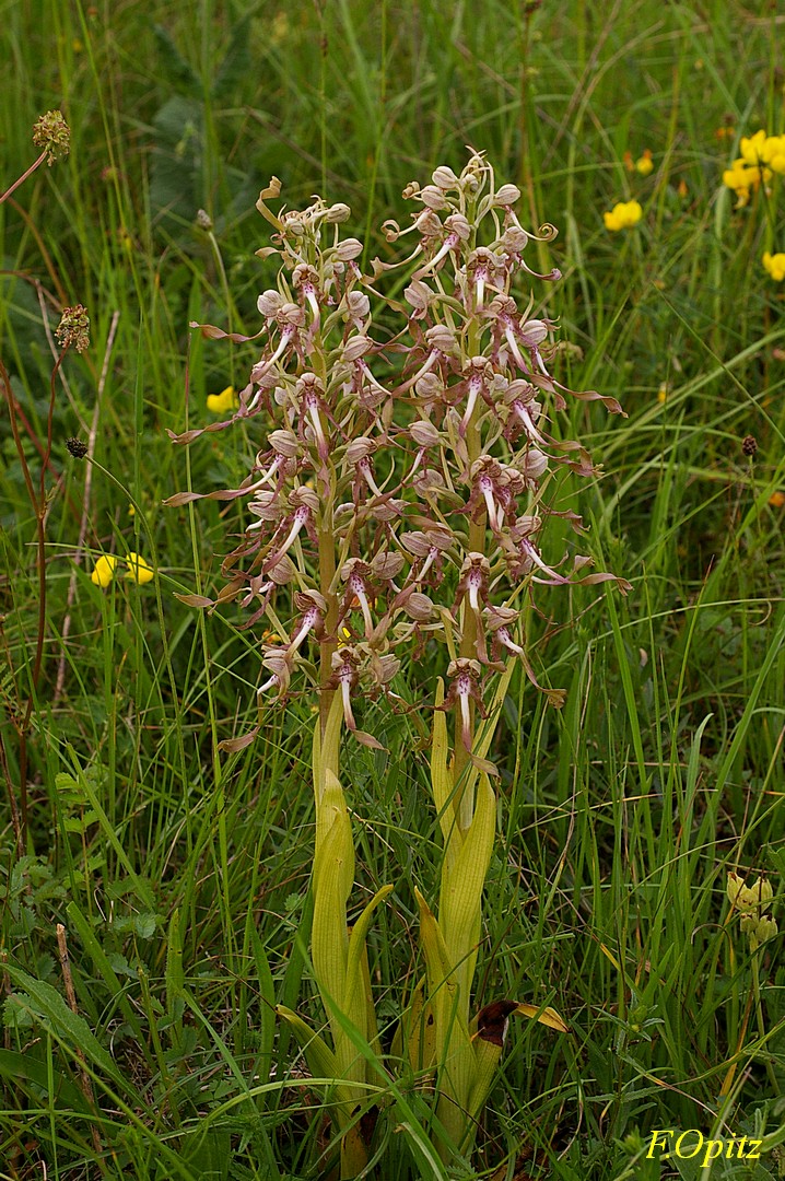 Bocksriemenzunge-   himantoglossum-hirzinum,  Nordeifel