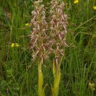 Bocksriemenzunge-   himantoglossum-hirzinum,  Nordeifel